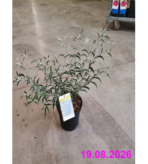 Buddleja dav. 'Nanho Blue' C 2,5 L